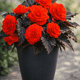 Бегония клубневая Mocca Cherry