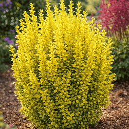 Барбарис Тунберга Golden Rocket