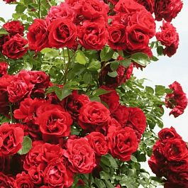 Роза Плетистая  Sympathie