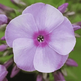 Флокс метельчатый Ярославна