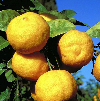 Цитрус Лайм Рангпур