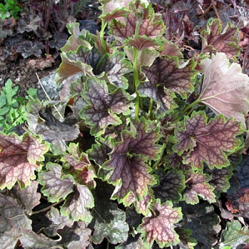 Гейхера гибридная Бьюти Колор