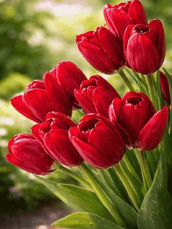 Тюльпан Wallflower