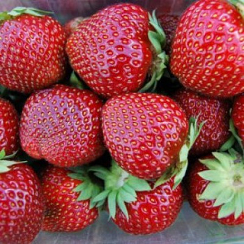 Земляника садовая Альтесс Земляника садовая Альтесс