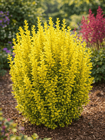 Барбарис Тунберга Golden Rocket