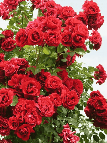 Роза Плетистая  Sympathie