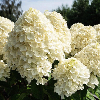 Гортензия метельчатая Саммэ Сноу  (Патио)
