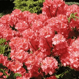 Азалия крупноцветковая Sarina