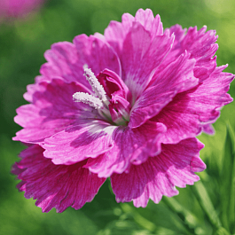 Гвоздика гратианополитанская Pink Jewel