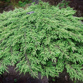 Можжевельник обыкновенный Грин Капит Можжевельник обыкновенный Грин Капит