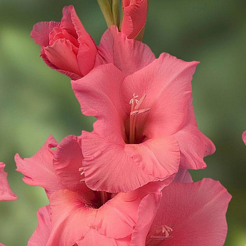 Гладиолус крупноцветковый Фортароза