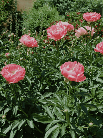 Пион Молочноцветковый Pink Hawaiian Coral