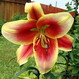 Лилия ОТ-гибрид Ред Морнинг