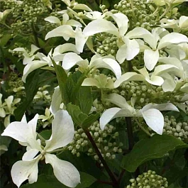 Гортензия метельчатая Great Star