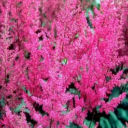 Астильба Арендса Elizabeth van Veen