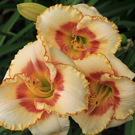 Лилейник гибридный Сикс Сенс