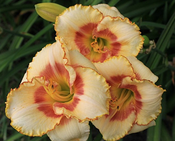 Лилейник гибридный Сикс Сенс