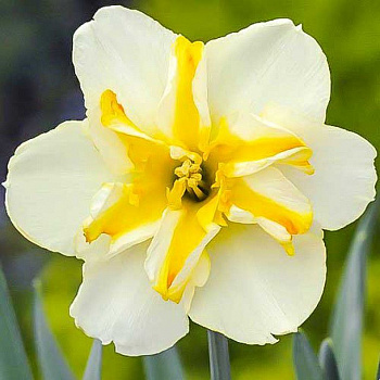 Нарцисс С расщепленной коронкой Донау Парк Нарцисс С расщепленной коронкой Донау Парк