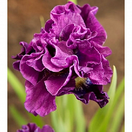 Ирис сибирский Бандл ов Джой НАБОР 2ШТ (1+1)