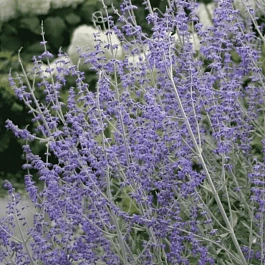 Перовския лебедолистная Little Spire