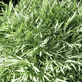 Плейобластус форчуна Variegatus