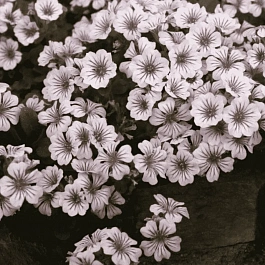 Гипсофила ясколковидная Pixie Splash