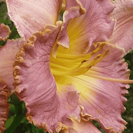 Лилейник French Lingerie