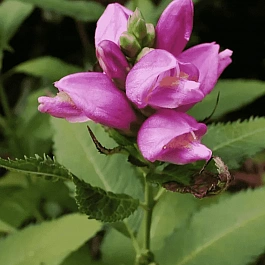 Хелоне косая