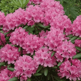 Рододендрон гибридный Гаага