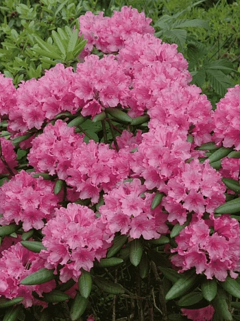 Рододендрон гибридный Гаага