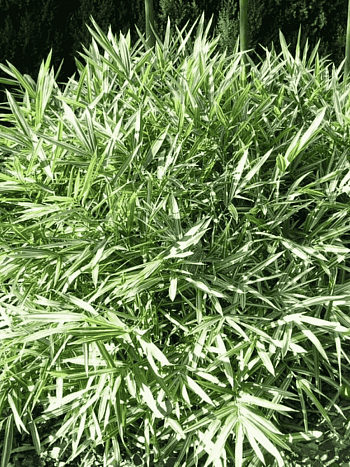 Плейобластус форчуна Variegatus