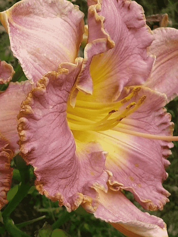 Лилейник French Lingerie