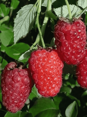 Малина Лячка