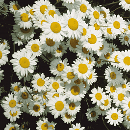 Пупавка карпатская Karpatenschnee