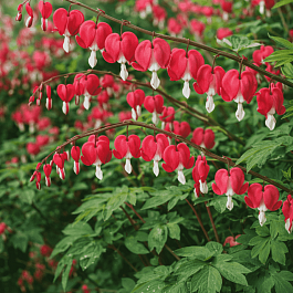 Дицентра гибридная Valentine