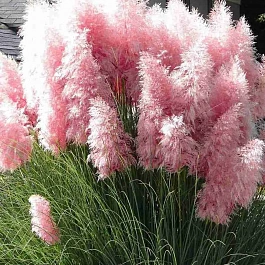 Кортадерия Cелло Rose Plume