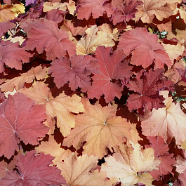 Гейхера гибридная Мега Карамель Гейхера гибридная Мега Карамель
