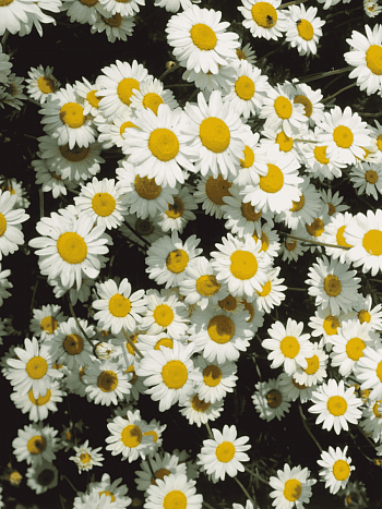 Пупавка карпатская Karpatenschnee