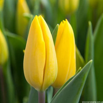 Тюльпан Триумф Стронг Голд Тюльпан Триумф Стронг Голд