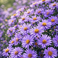 Астра кустарниковая Wood's Purple