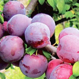 Алыча Карминная