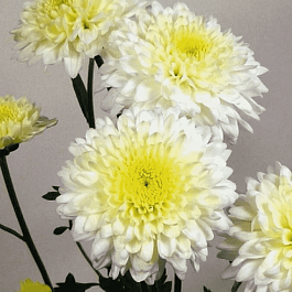 Хризантема мелкоцветковая Gerrie hoek white