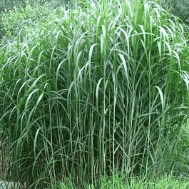 Мискантус гигантский