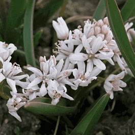 Сцилла двулистная Rosea