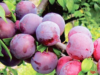 Алыча Карминная