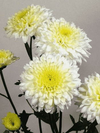 Хризантема мелкоцветковая Gerrie hoek white