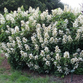 Гортензия метельчатая Октобэ Брайд