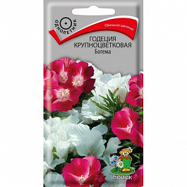 Годеция крупноцветковая Богема