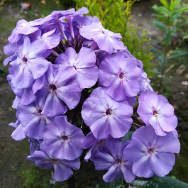 Флокс метельчатый Блу Бой НАБОР 2ШТ (1+1)