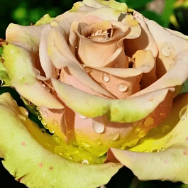 Роза чайно-гибридная Hypnose